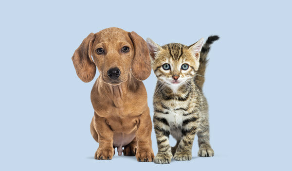Pets